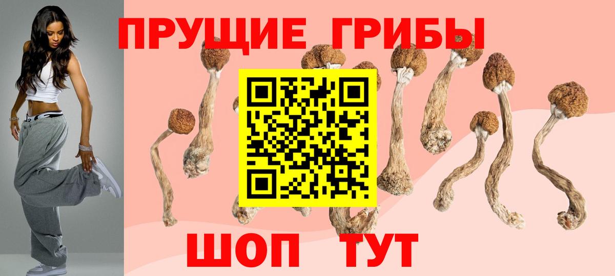 Егорьевск  Галлюциногенные грибы Psilocybine cubensis  Вход с VPN 
